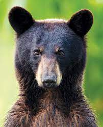 black bear cub staring at camera